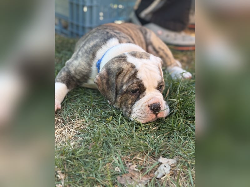 Zuckersüße OEB / Boxer Welpen