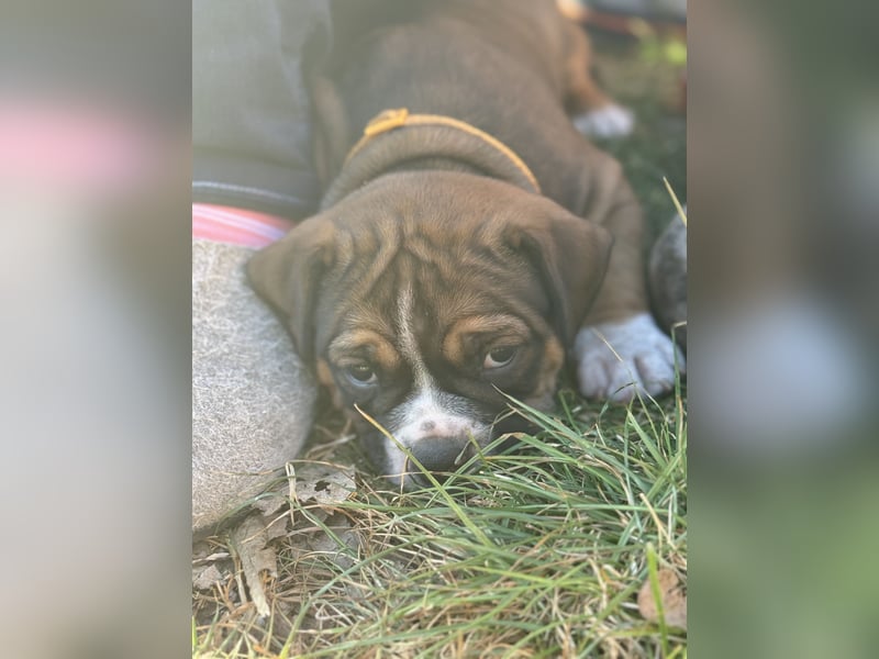 Zuckersüße OEB / Boxer Welpen