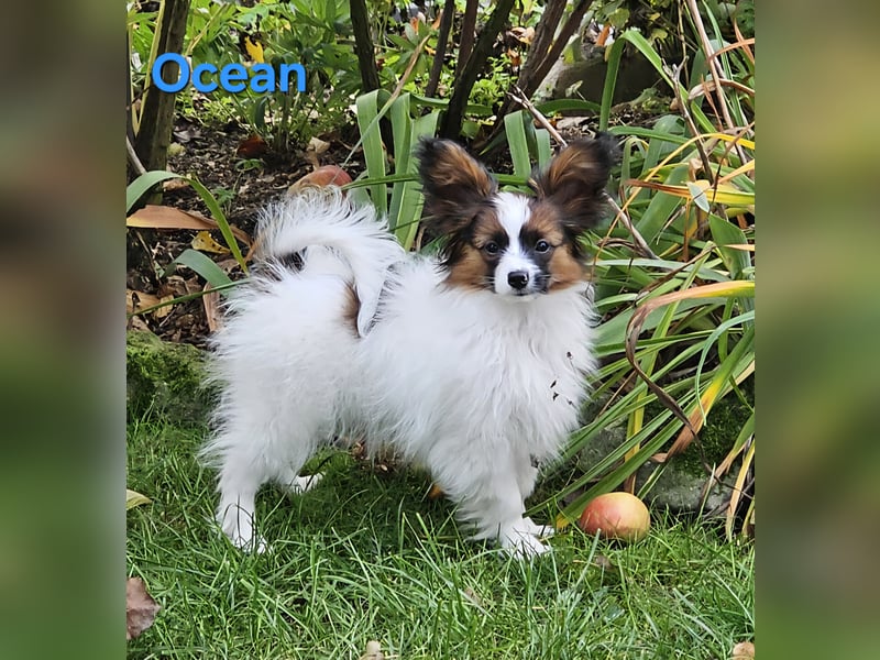 Reinrassige Papillon Rüden: Ocean & Oakley. VDH/FCI. Reinrassige Papillon Rüden: Ocean & Oakley. VDH/FCI.