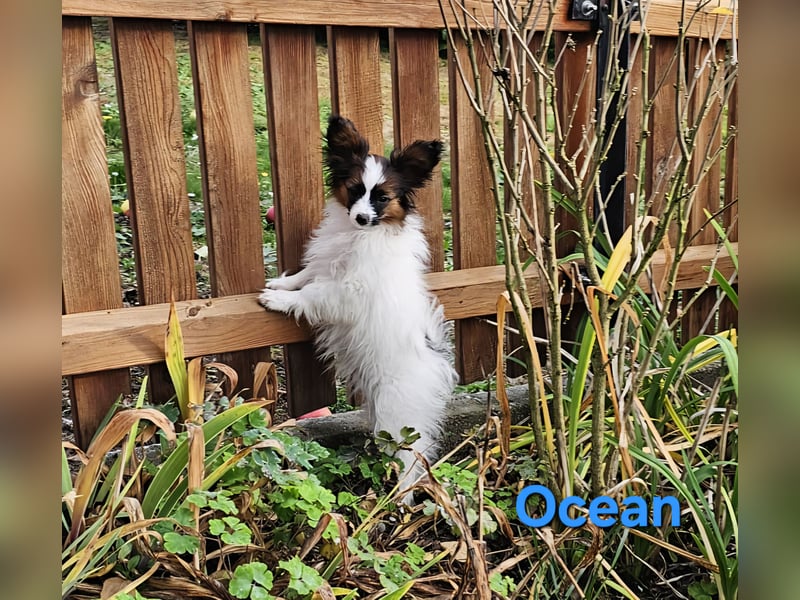 Reinrassige Papillon Rüden: Ocean & Oakley. VDH/FCI. Reinrassige Papillon Rüden: Ocean & Oakley. VDH/FCI.