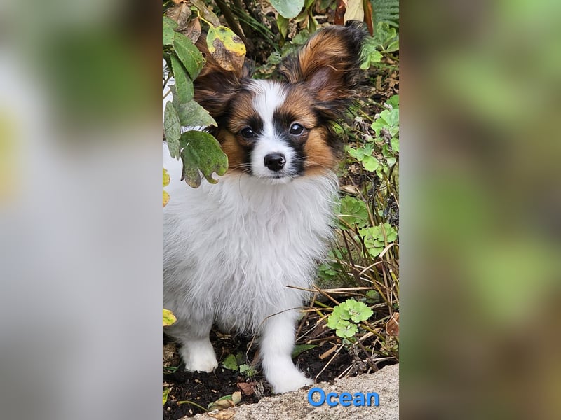 Reinrassige Papillon Rüden: Ocean & Oakley. VDH/FCI. Reinrassige Papillon Rüden: Ocean & Oakley. VDH/FCI.