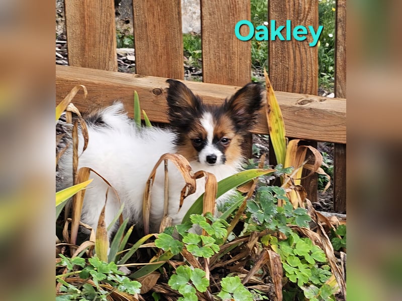 Reinrassige Papillon Rüden: Ocean & Oakley. VDH/FCI. Reinrassige Papillon Rüden: Ocean & Oakley. VDH/FCI.