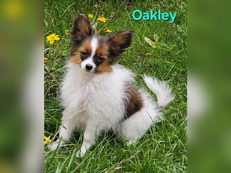 Reinrassige Papillon Rüden: Ocean & Oakley. VDH/FCI. Reinrassige Papillon Rüden: Ocean & Oakley. VDH/FCI.