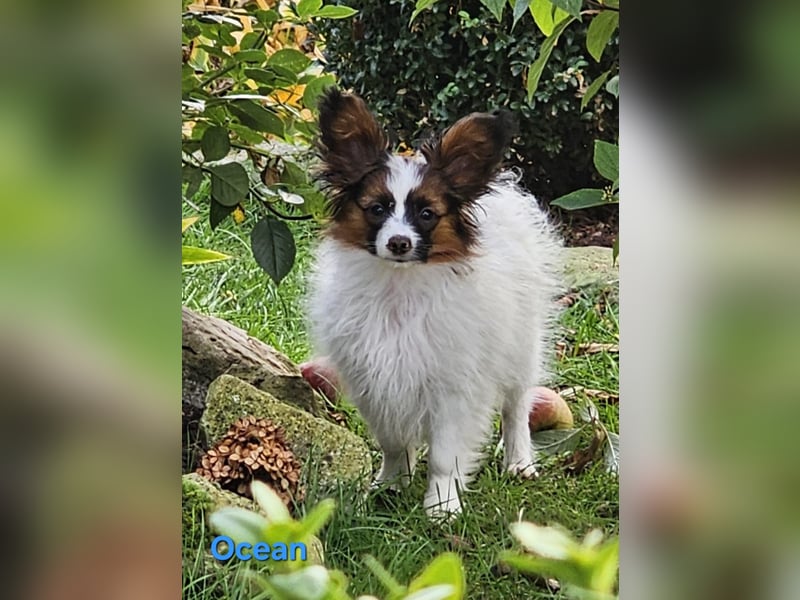 Reinrassige Papillon Rüden: Ocean & Oakley. VDH/FCI. Reinrassige Papillon Rüden: Ocean & Oakley. VDH/FCI.