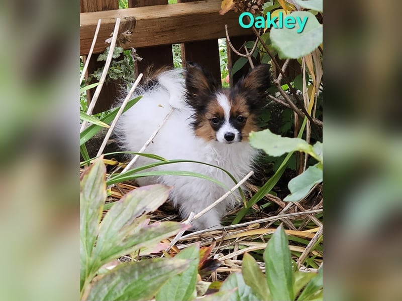 Reinrassige Papillon Rüden: Ocean & Oakley. VDH/FCI. Reinrassige Papillon Rüden: Ocean & Oakley. VDH/FCI.