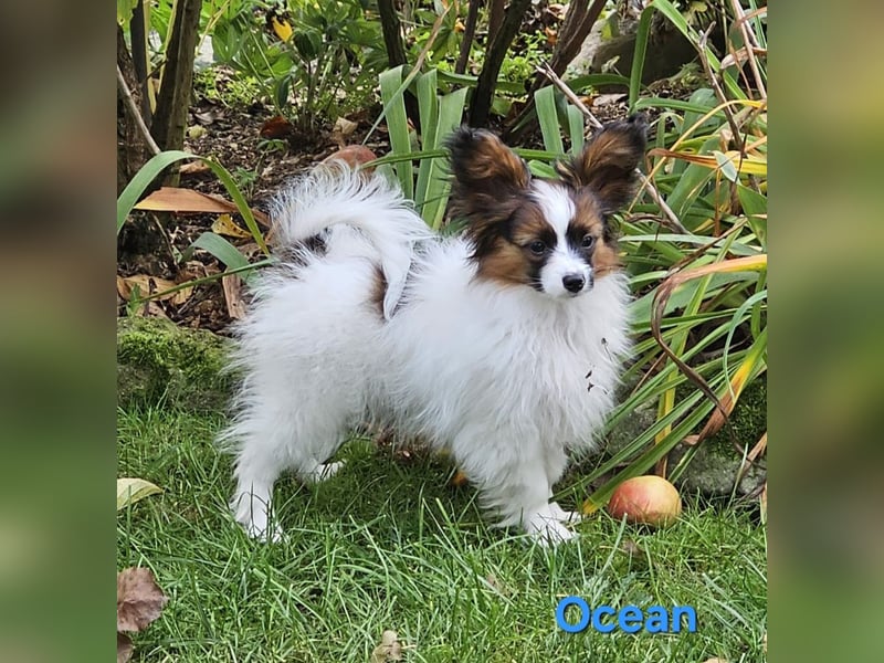 Reinrassige Papillon Rüden: Ocean & Oakley. VDH/FCI. Reinrassige Papillon Rüden: Ocean & Oakley. VDH/FCI.