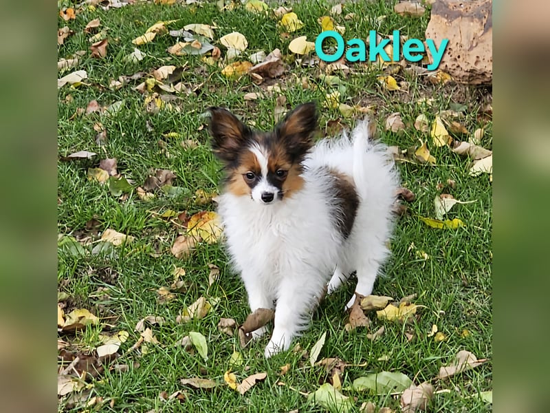 Reinrassige Papillon Rüden: Ocean & Oakley. VDH/FCI. Reinrassige Papillon Rüden: Ocean & Oakley. VDH/FCI.