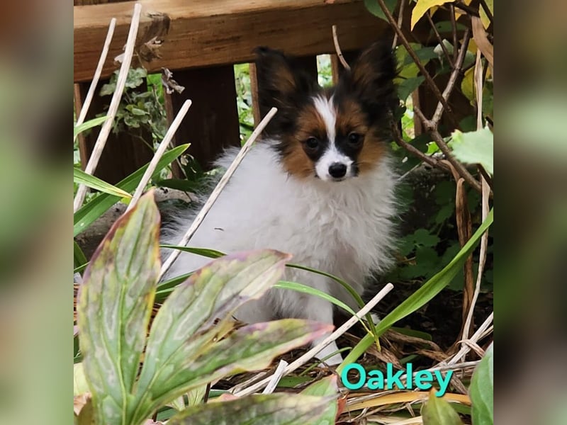 Reinrassige Papillon Rüden: Ocean & Oakley. VDH/FCI. Reinrassige Papillon Rüden: Ocean & Oakley. VDH/FCI.