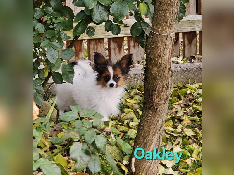 Reinrassige Papillon Rüden: Ocean & Oakley. VDH/FCI. Reinrassige Papillon Rüden: Ocean & Oakley. VDH/FCI.