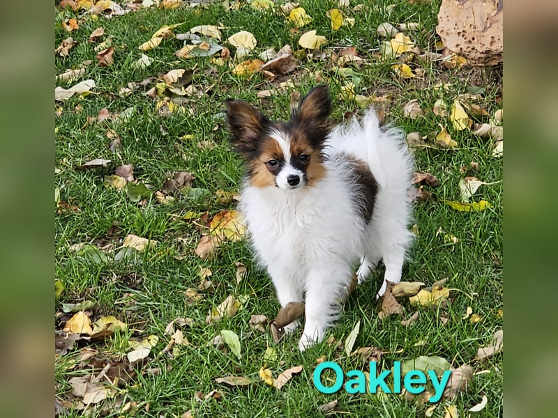 Reinrassige Papillon Rüden: Ocean & Oakley. VDH/FCI. Reinrassige Papillon Rüden: Ocean & Oakley. VDH/FCI.