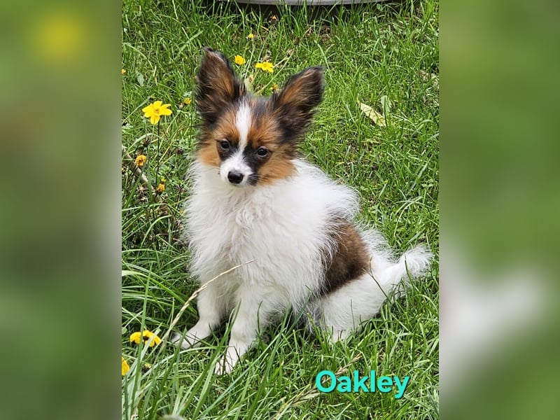 Reinrassige Papillon Rüden: Ocean & Oakley. VDH/FCI. Reinrassige Papillon Rüden: Ocean & Oakley. VDH/FCI.