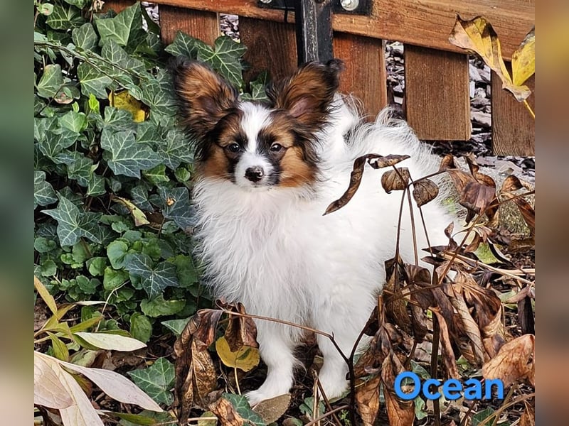 Reinrassige Papillon Rüden: Ocean & Oakley. VDH/FCI. Reinrassige Papillon Rüden: Ocean & Oakley. VDH/FCI.