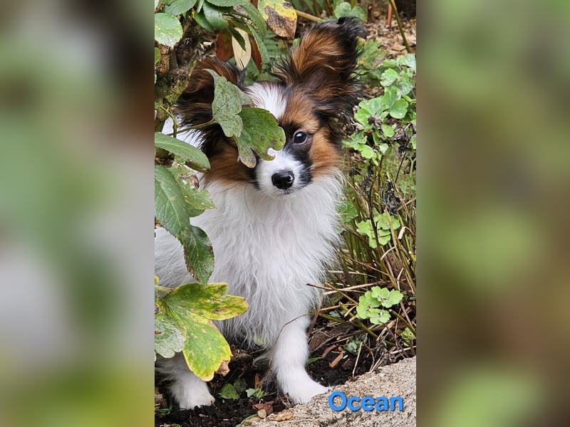 Reinrassige Papillon Rüden: Ocean & Oakley. VDH/FCI. Reinrassige Papillon Rüden: Ocean & Oakley. VDH/FCI.