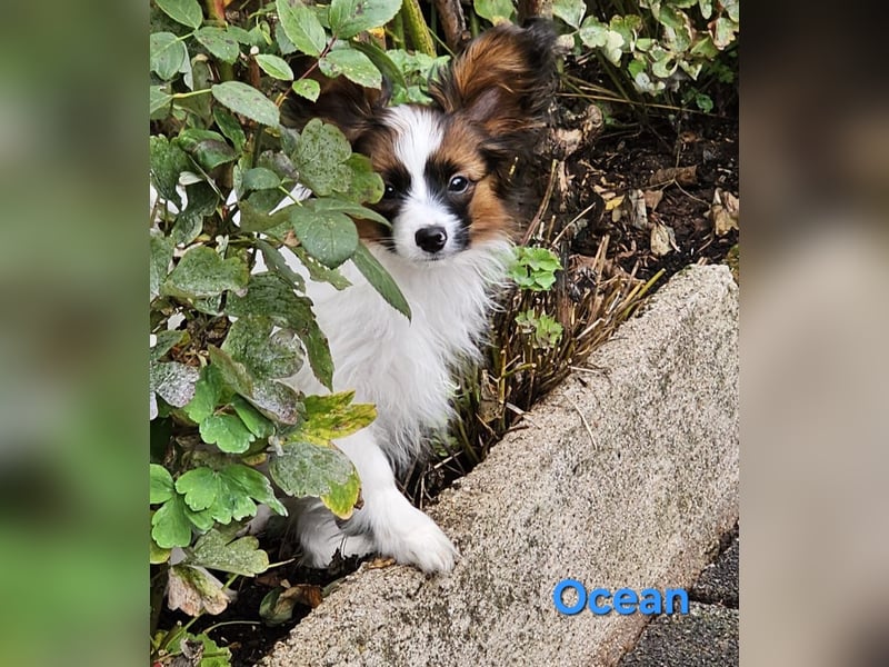 Reinrassige Papillon Rüden: Ocean & Oakley. VDH/FCI. Reinrassige Papillon Rüden: Ocean & Oakley. VDH/FCI.