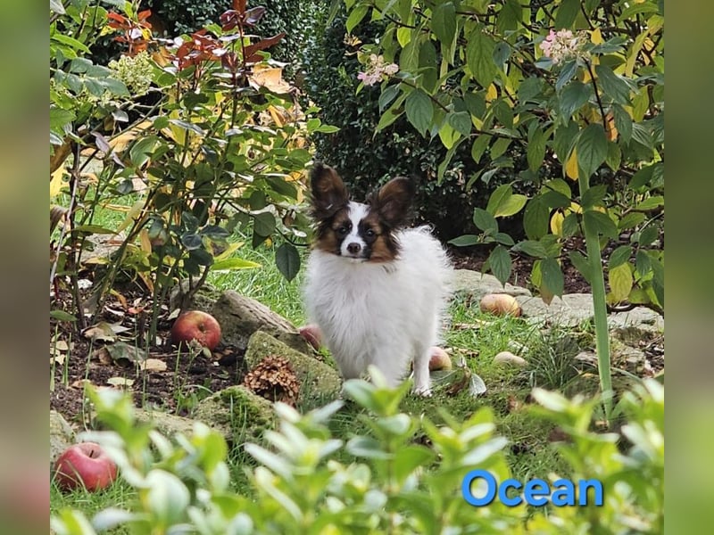 Reinrassige Papillon Rüden: Ocean & Oakley. VDH/FCI. Reinrassige Papillon Rüden: Ocean & Oakley. VDH/FCI.