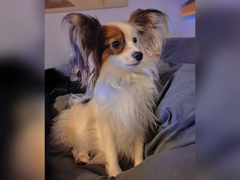 Wunderschönes Papillon Mädchen