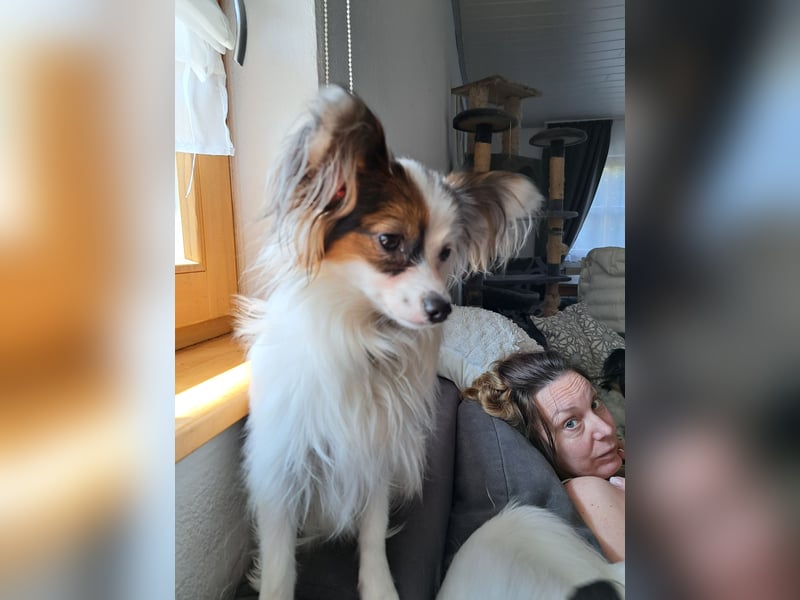 Wunderschönes Papillon Mädchen