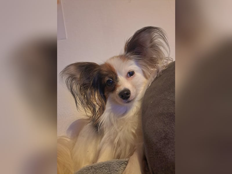 Wunderschönes Papillon Mädchen
