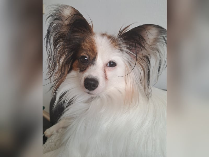 Wunderschönes Papillon Mädchen