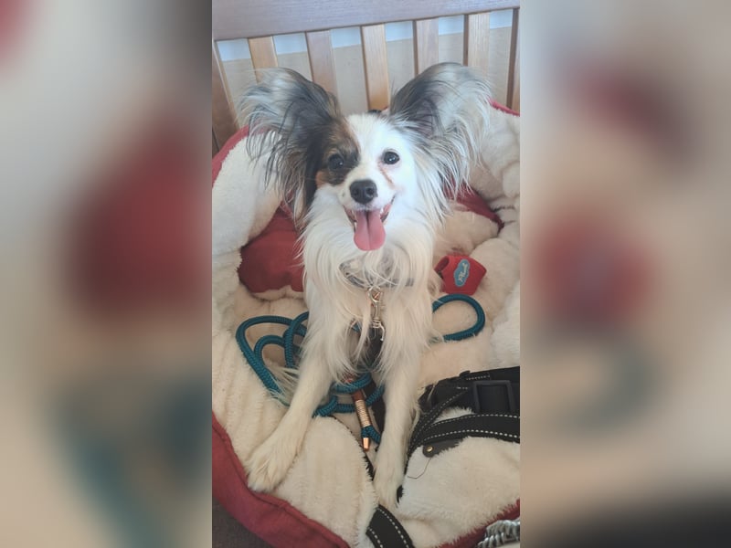 Wunderschönes Papillon Mädchen