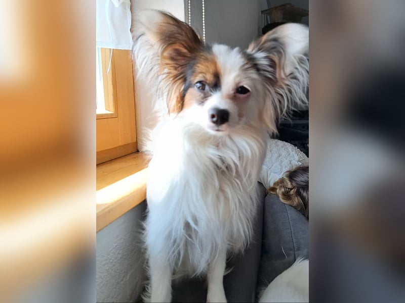 Wunderschönes Papillon Mädchen