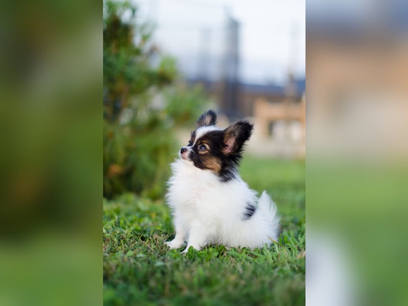 Kleiner Continental Spaniel Papillon Junge
