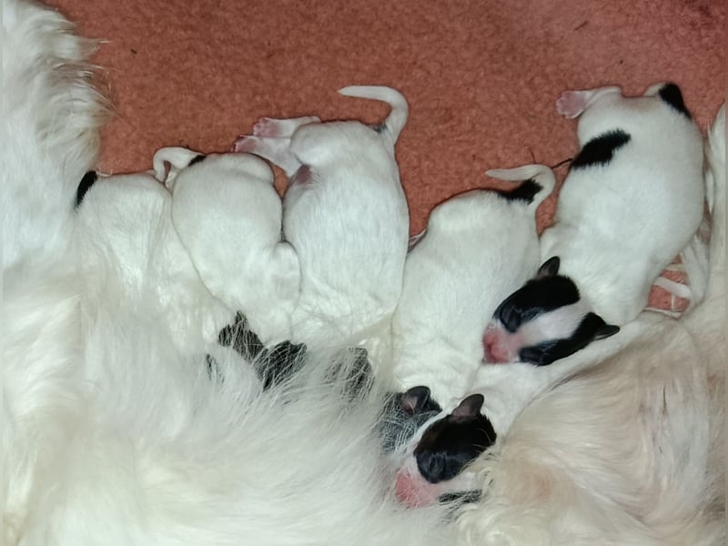 Unsere 5 Schmetterlings Mädchen und 1 Bub sind da.