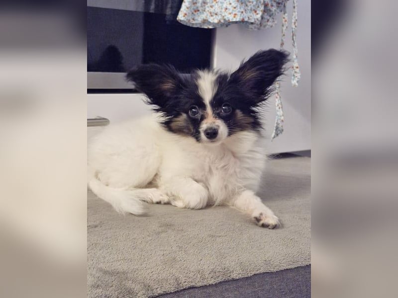 Reinrassige Papillon Welpen – Liebevoll in Familienhand aufgewachsen