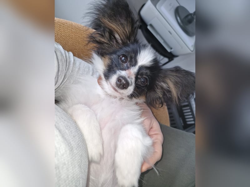 Reinrassige Papillon-Welpen – Liebevoll in Familienhand aufgewachsen