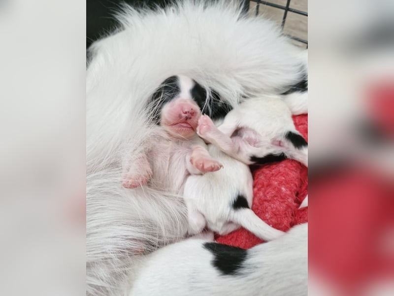 Reinrassige Papillon-Welpen – Liebevoll in Familienhand aufgewachsen