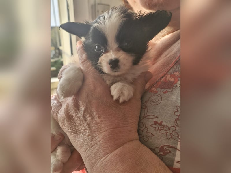 Reinrassige Papillon Welpen – Liebevoll in Familienhand aufgewachsen