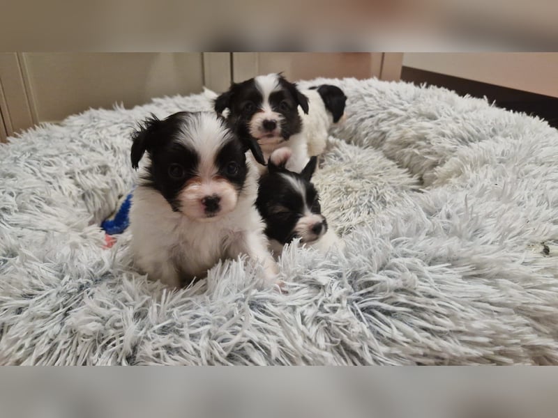 Reinrassige Papillon Welpen – Liebevoll in Familienhand aufgewachsen