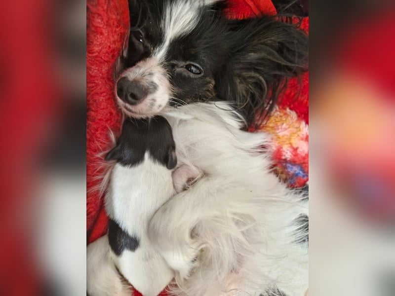 Reinrassige Papillon Welpen – Liebevoll in Familienhand aufgewachsen