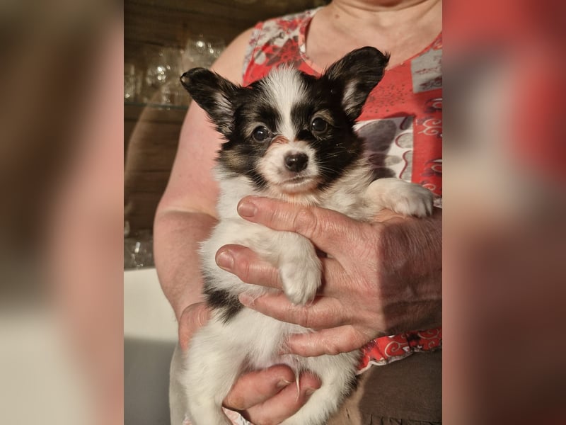 Reinrassige Papillon Welpen – Liebevoll in Familienhand aufgewachsen