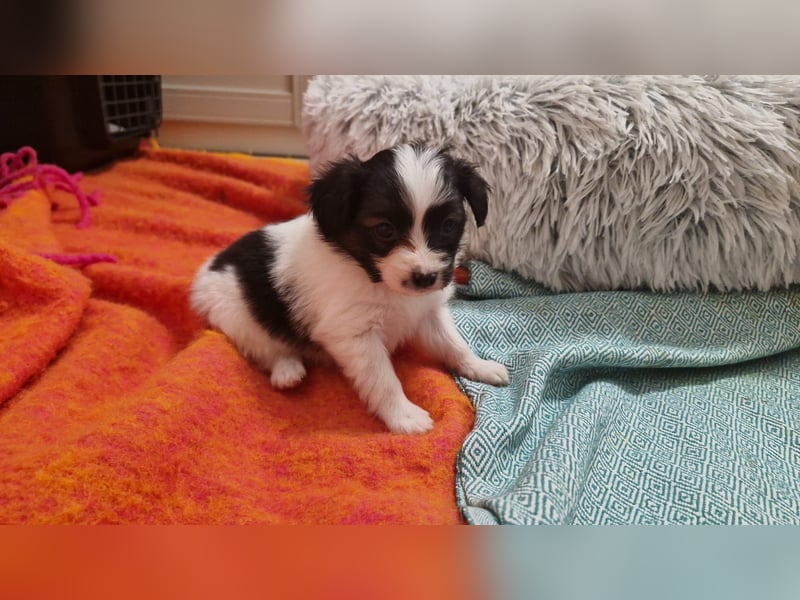 Reinrassige Papillon Welpen – Liebevoll in Familienhand aufgewachsen