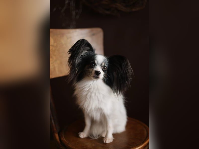 Reinrassige Papillon Welpen – Liebevoll in Familienhand aufgewachsen