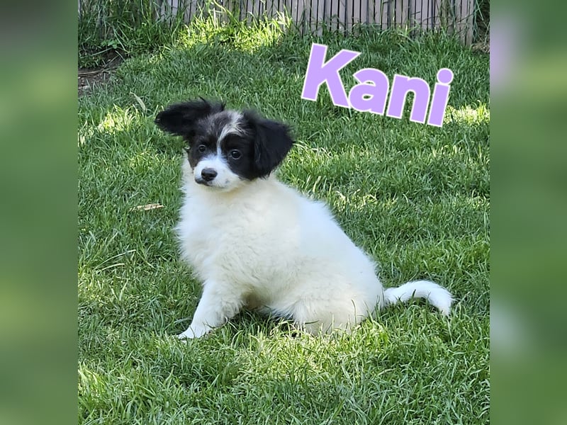 Papillon Welpen suchen ihre neue Familie