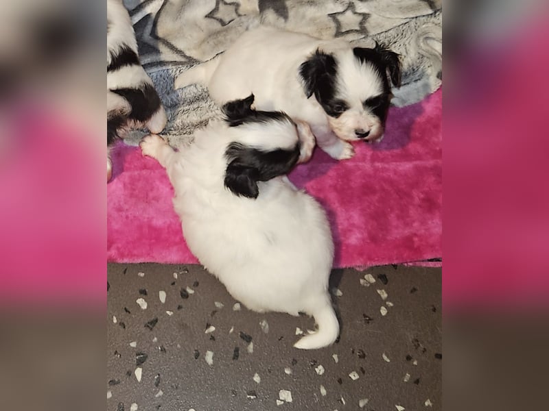 Papillon Welpen suchen ihre neue Familie