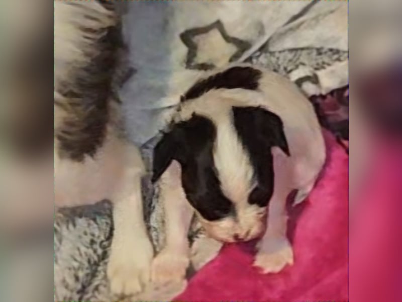 Papillon Welpen suchen ihre neue Familie