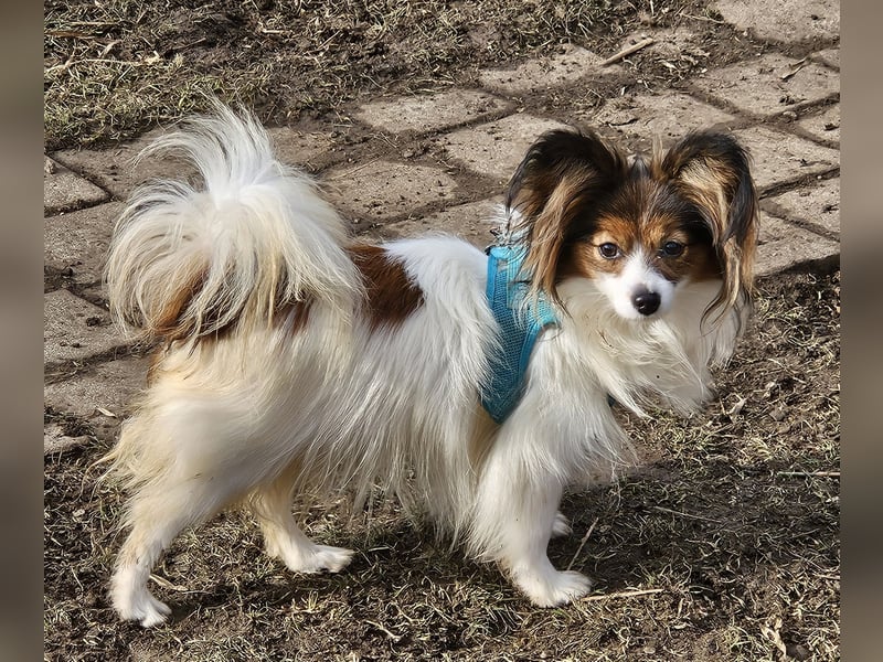 Papillon Junghündin sucht neue familie