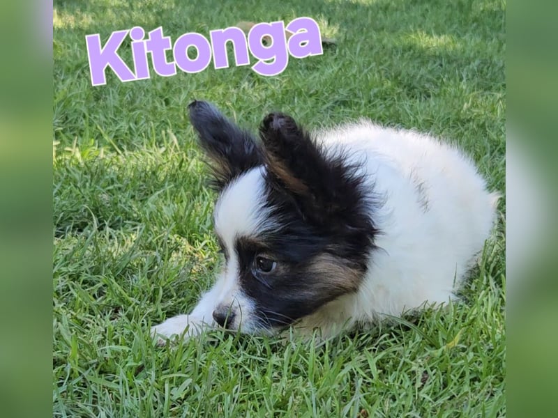 Papillon Welpen suchen ihre neue Familie