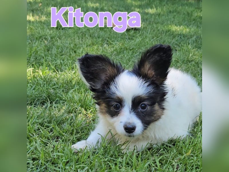 Papillon Welpen suchen ihre neue Familie
