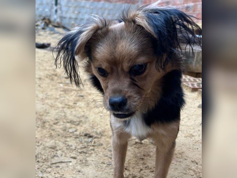 PAOLA-sehr freundlich, aufgeweckt, gesellig, unkompliziert sucht liebevolles Für-immer-Zuhause