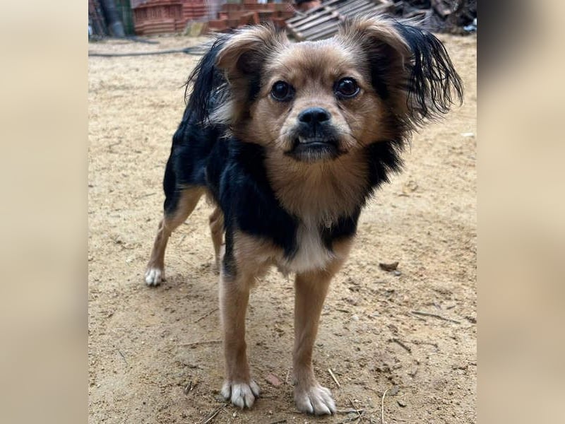 PAOLA-sehr freundlich, aufgeweckt, gesellig, unkompliziert sucht liebevolles Für-immer-Zuhause