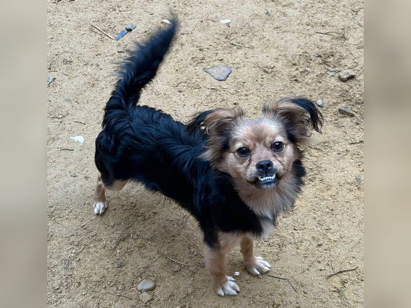 PAOLA-sehr freundlich, aufgeweckt, gesellig, unkompliziert sucht liebevolles Für-immer-Zuhause