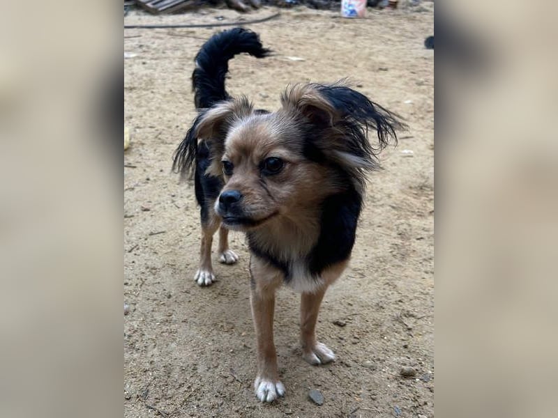 PAOLA-sehr freundlich, aufgeweckt, gesellig, unkompliziert sucht liebevolles Für-immer-Zuhause