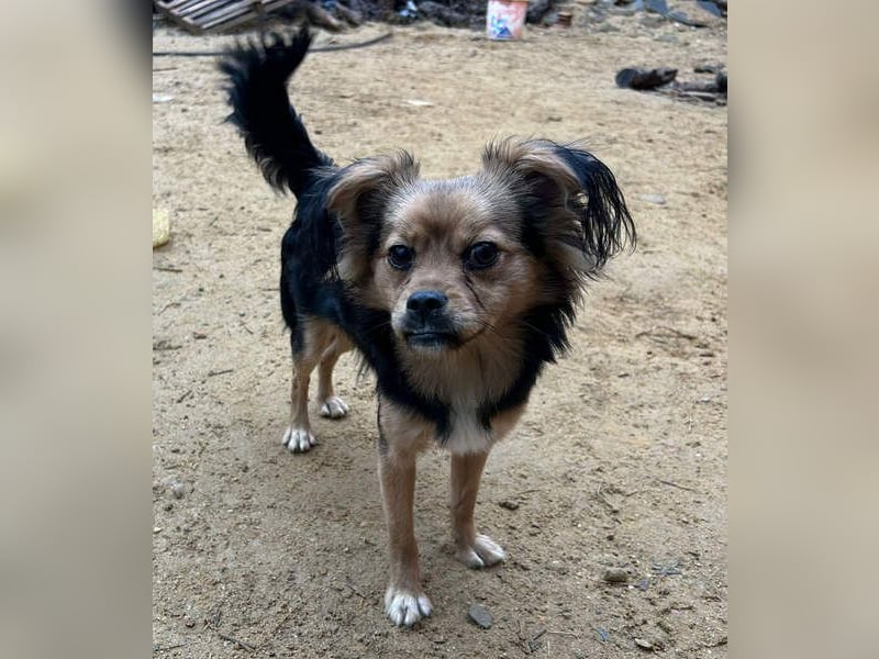 PAOLA-sehr freundlich, aufgeweckt, gesellig, unkompliziert sucht liebevolles Für-immer-Zuhause