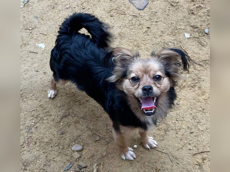 PAOLA-sehr freundlich, aufgeweckt, gesellig, unkompliziert sucht liebevolles Für-immer-Zuhause