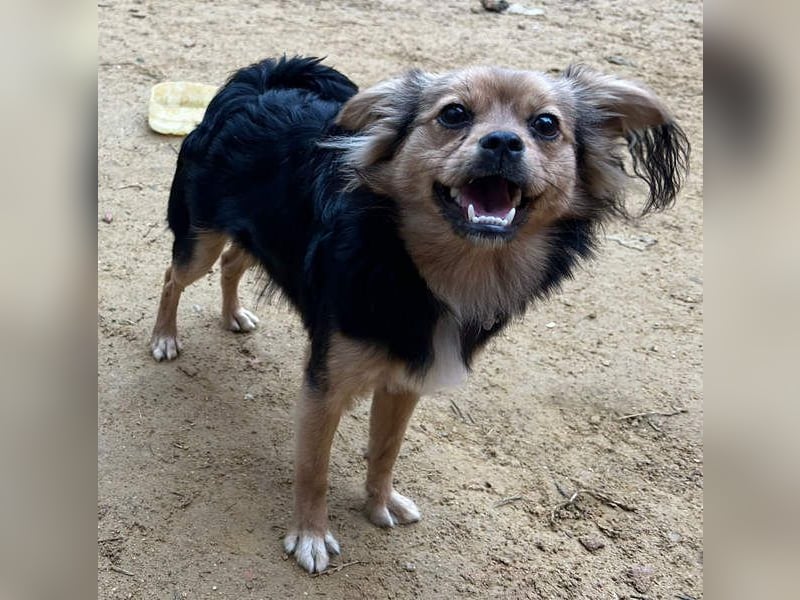 PAOLA-sehr freundlich, aufgeweckt, gesellig, unkompliziert sucht liebevolles Für-immer-Zuhause