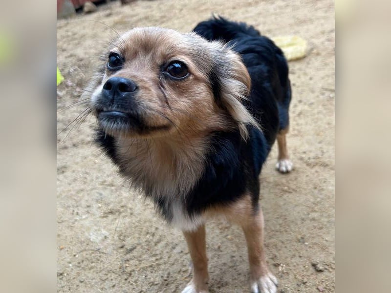 PAOLA-sehr freundlich, aufgeweckt, gesellig, unkompliziert sucht liebevolles Für-immer-Zuhause